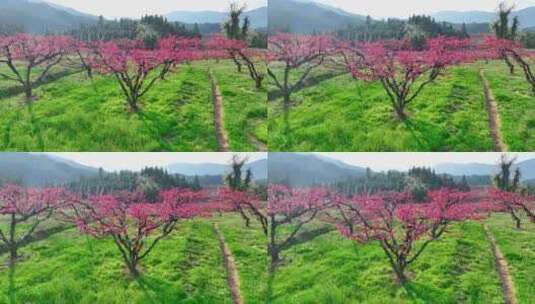 桃花树桃花林桃花山高清在线视频素材下载