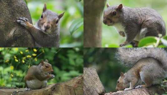 松鼠爬树觅食吃坚果合集高清在线视频素材下载