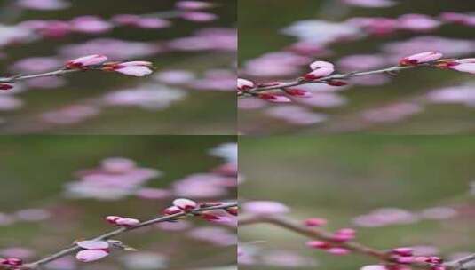 春天盛开的粉色桃花花朵特写升格慢镜竖屏高清在线视频素材下载