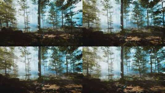 雾中的森林中的太阳升起高清在线视频素材下载