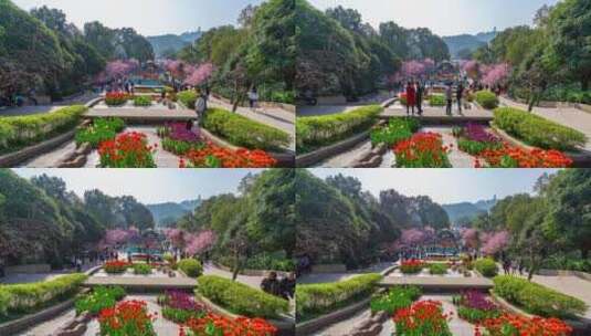 8K重庆南山植物园樱花人流高清在线视频素材下载
