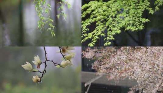 （8镜合集）清明雨天雨滴春雨垂柳花朵慢镜高清在线视频素材下载