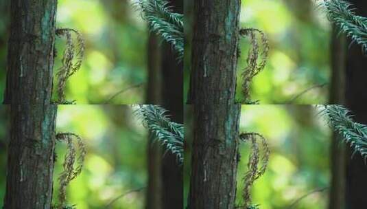 4K树木大自然绿色唯美光斑高清在线视频素材下载