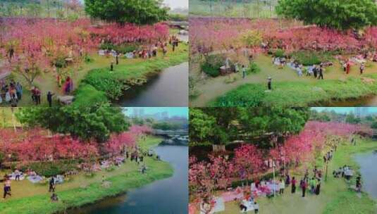 广州黄埔创业公园樱花盛开航拍高清5K视频高清在线视频素材下载