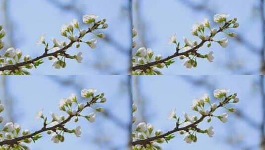 春天阳光下盛开的白色梨花蜜蜂采蜜高清在线视频素材下载