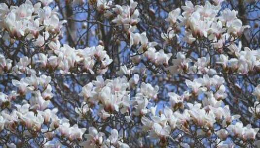 春天蓝天背景下盛开的白色玉兰花高清在线视频素材下载