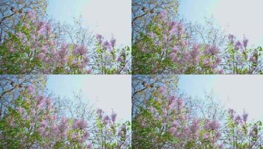 春天阳光下盛开的粉色紫丁香花朵花簇高清在线视频素材下载