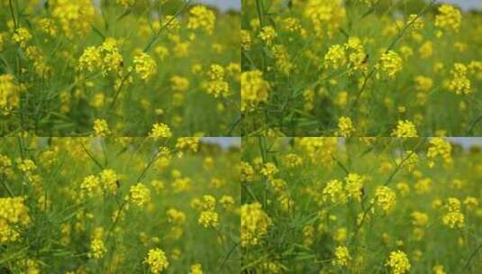 春天金黄色的油菜花与蜜蜂高清在线视频素材下载