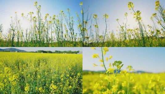 油菜花海高清在线视频素材下载