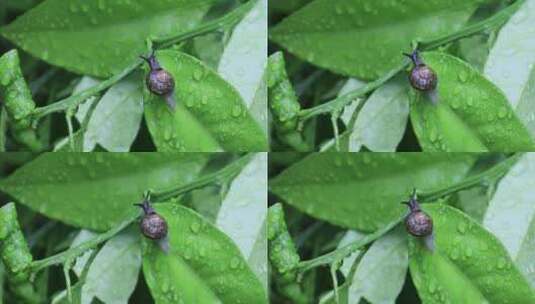 悠闲 蜗牛 缓慢爬行树叶雨水清新微距特写高清在线视频素材下载