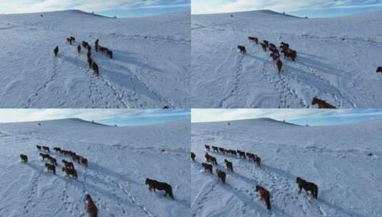 冬季雪原马群航拍高清在线视频素材下载