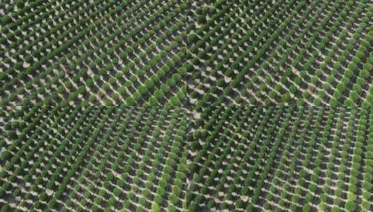 苗木种植基地高清在线视频素材下载