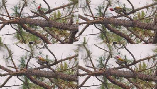 啄木鸟栖息在松树树枝上啄食昆虫高清在线视频素材下载
