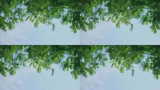 夏日树叶绿叶天空阳光高清在线视频素材下载
