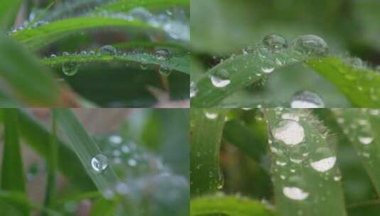 植物叶子水珠露珠特写高清在线视频素材下载