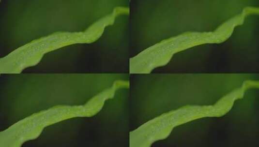 模糊背景中带有水滴的绿叶高清在线视频素材下载