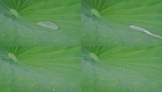 雨水击打荷叶水珠滑落高清在线视频素材下载