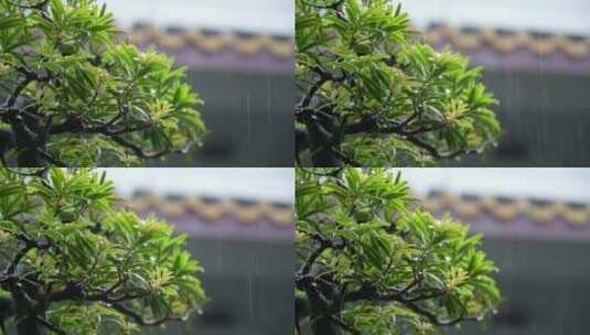 雨中的罗汉松实拍高清在线视频素材下载
