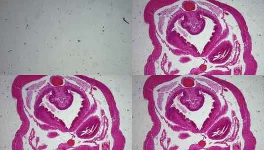 叶若虫横切面显微镜观察高清在线视频素材下载