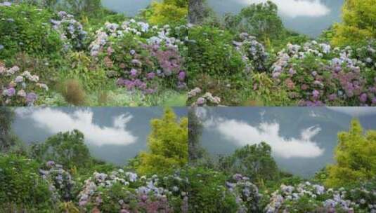 花园花海鲜花绣球花夏季夏天高清在线视频素材下载