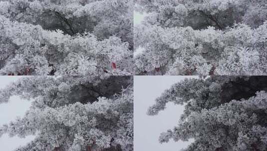 冬天寒风大雪雾凇高清在线视频素材下载