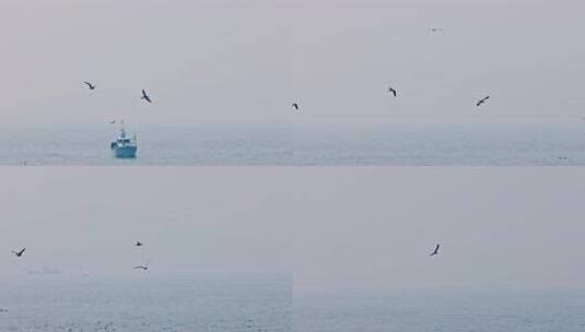 大海海面飞翔的海鸥高清在线视频素材下载