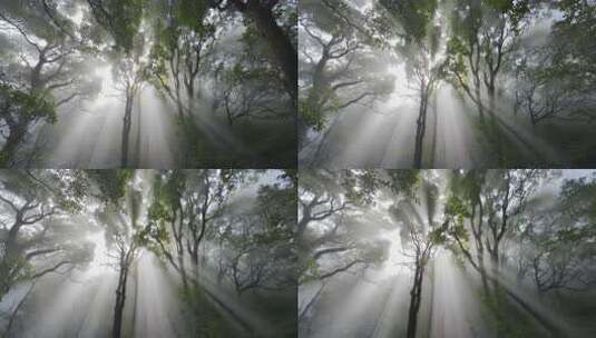 森林中阳光穿透树木景象高清在线视频素材下载