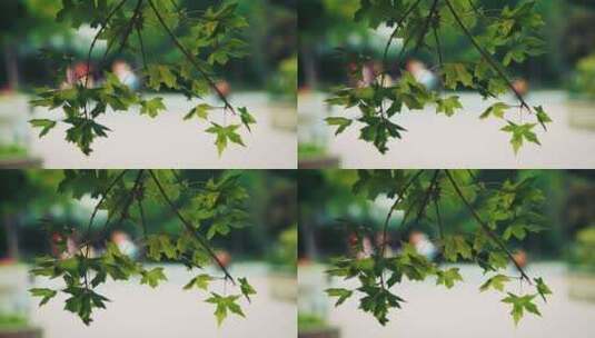 实拍社区里的绿植树木树叶特写唯美空镜高清在线视频素材下载
