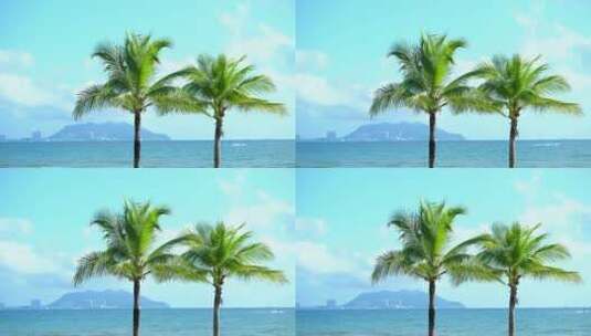 海边椰树高清在线视频素材下载