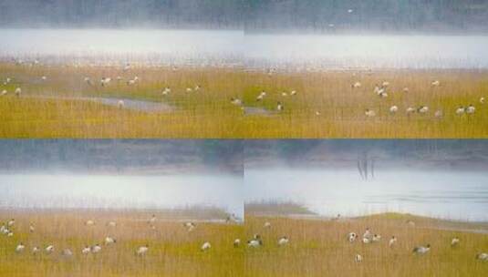 4K拍摄 云南念湖边的黑颈鹤高清在线视频素材下载
