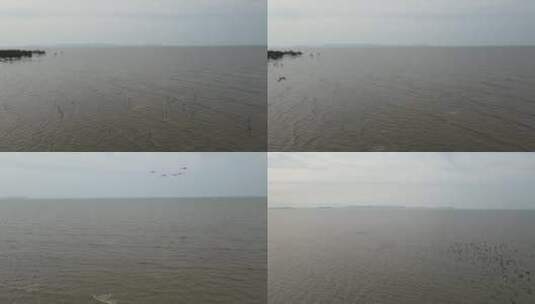 海边成群海鸟空中飞行高清在线视频素材下载