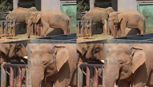 南京红山动物园里的动物大象4K高清在线视频素材下载