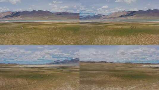 西藏阿里藏野驴高清在线视频素材下载
