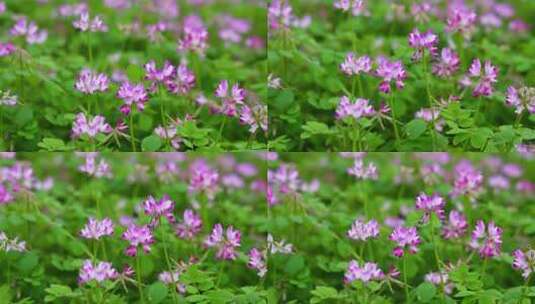 春天田野草地上的紫云英慢动作特写镜头高清在线视频素材下载