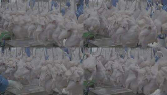 肉鸡加工厂肉禽加工屠宰厂LOG高清在线视频素材下载