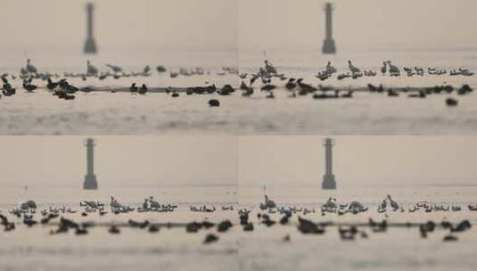 深圳湾的红嘴鸥高清在线视频素材下载