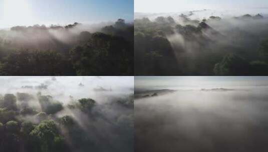 清晨阳光森林浓雾航拍高清在线视频素材下载