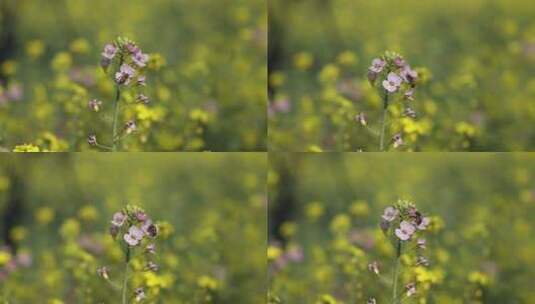 春天里油菜花田里采蜜的蜜蜂特写高清在线视频素材下载