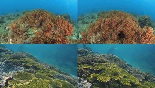 海底世界 珊瑚景观高清在线视频素材下载