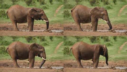 一只非洲象站在水坑边缘高清在线视频素材下载