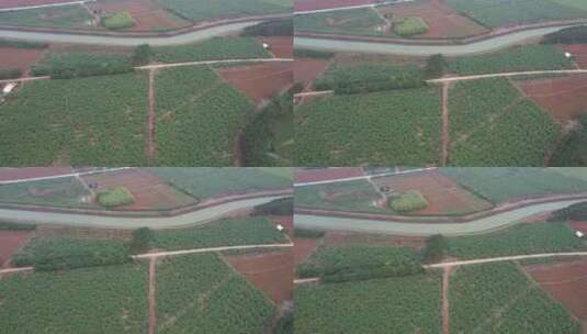 航拍雷州青年运河农业水利灌溉系统高清在线视频素材下载