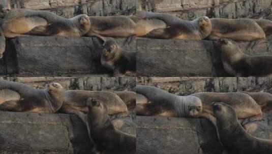 两只南美海狗在岩石岛上互动争夺领土高清在线视频素材下载