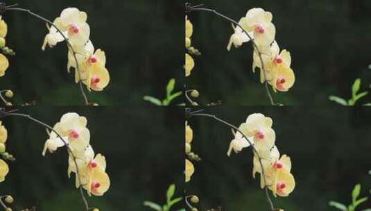 盛开的蝴蝶兰高清在线视频素材下载