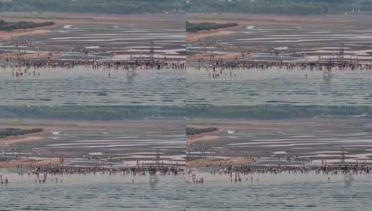 航拍北戴河鸽子窝湿地公园海上日出高清在线视频素材下载