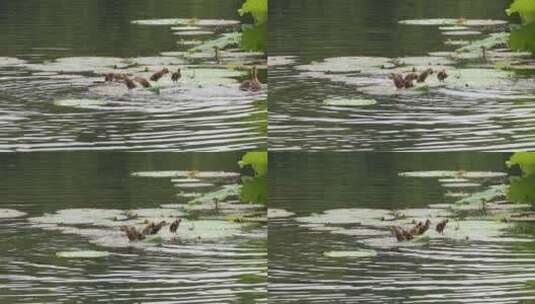 初夏杭州西湖湖面出生的小野鸭高清在线视频素材下载