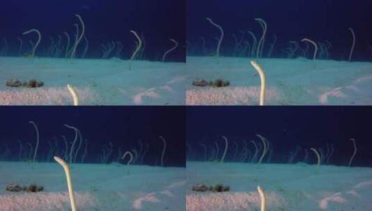 水下美丽花园鳗鱼高清在线视频素材下载