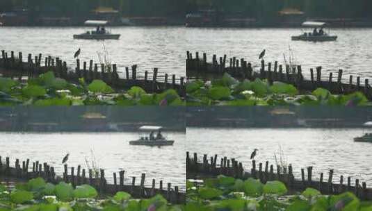 济南大明湖公园游船和鸟高清在线视频素材下载