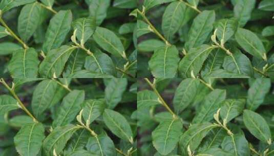 茶叶 茶 品茶 采茶制茶 茶山 摘茶高清在线视频素材下载