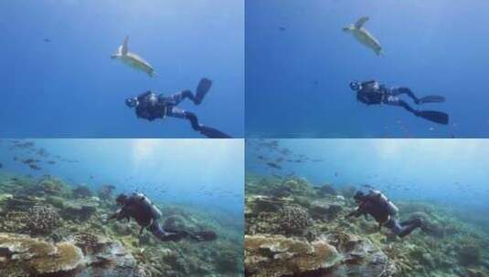 潜水海底世界与乌龟同游高清在线视频素材下载