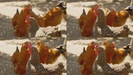 土鸡溜达鸡走地鸡生态养殖高清在线视频素材下载